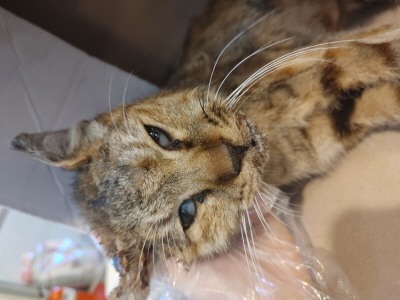 종료(자연사) 믹스…